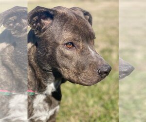 Bullboxer Pit Dogs for adoption in Pacolet, SC, USA