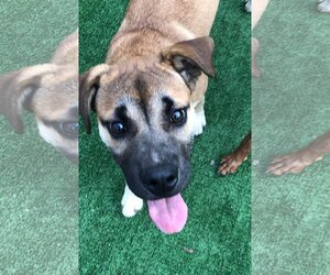 German Shepherd Dog Dogs for adoption in Roswell, GA, USA