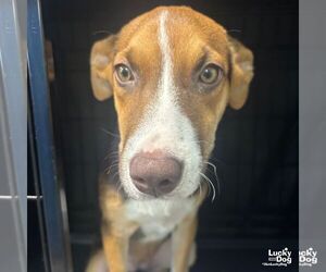 Mutt Dogs for adoption in Washington, DC, USA