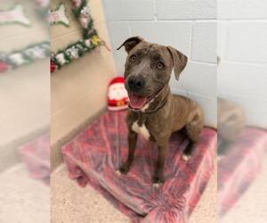 Mutt Dogs for adoption in Brighton, CO, USA