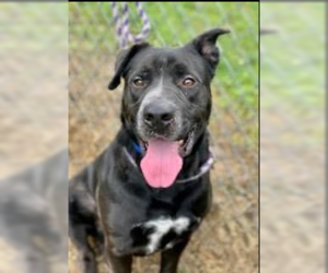 Labrador Retriever Dogs for adoption in Roswell, GA, USA