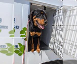 Rotterman Dogs for adoption in Bakersfield, CA, USA