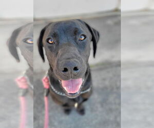 Labrador Retriever Dogs for adoption in San Diego, CA, USA