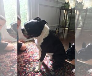 Boston Terrier Dogs for adoption in Greenville, SC, USA