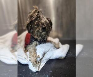 Mutt Dogs for adoption in San Antonio, TX, USA