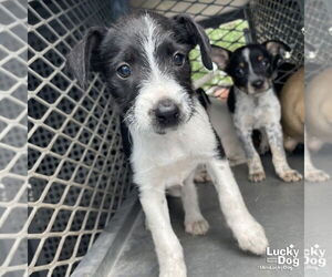 Mutt Dogs for adoption in Washington, DC, USA