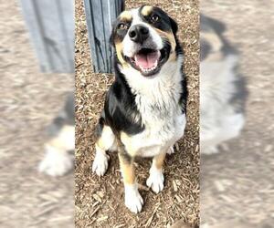 Medium Photo #1 Mutt Puppy For Sale in Visalia, CA, USA