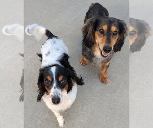 Dachshund Dogs for adoption in Shelbyville, TN, USA