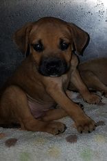Medium Photo #1 Boxer-Unknown Mix Puppy For Sale in Livonia, MI, USA