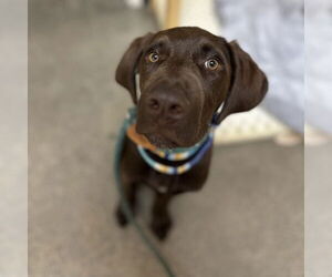 German Shorthaired Pointer Dogs for adoption in Rohnert Park, CA, USA