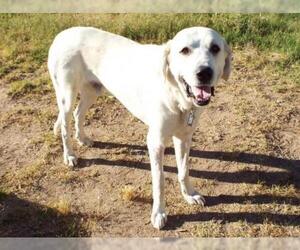 Great Pyrenees-Unknown Mix Dogs for adoption in Tucson, AZ, USA