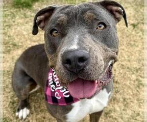 American Staffordshire Terrier Dogs for adoption in Aurora, CO, USA