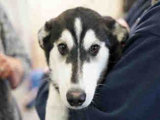 Siberian Husky Dogs for adoption in Santa Fe, NM, USA