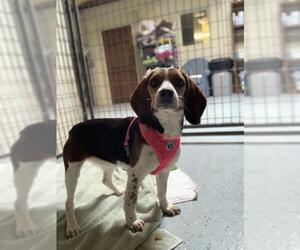 Beagle Dogs for adoption in South Amana, IA, USA
