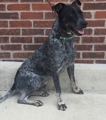 Australian Cattle Dog Dogs for adoption in Euless, TX, USA