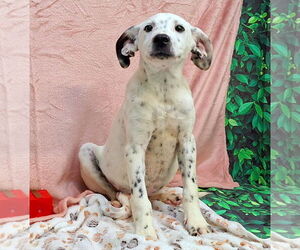 Dalmatian-Labrador Retriever Mix Dogs for adoption in Wetumpka, AL, USA