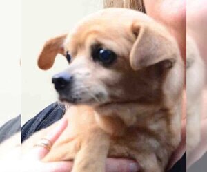 Chihuahua-Unknown Mix Dogs for adoption in Vernonia, OR, USA