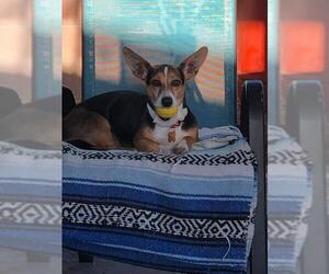 Beagi Dogs for adoption in La Verne , CA, USA