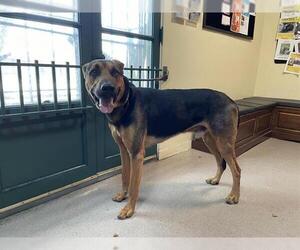 German Shepherd Dog-Unknown Mix Dogs for adoption in Pasadena, CA, USA