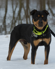 Rottweiler Dogs for adoption in Howell, MI, USA