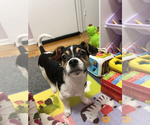 Jack Chi Dogs for adoption in Brooklyn, NY, USA