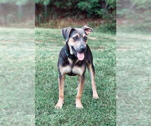 Unknown-Weimaraner Mix Dogs for adoption in Oxford, MS, USA