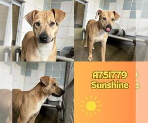 Mutt Dogs for adoption in San Antonio, TX, USA