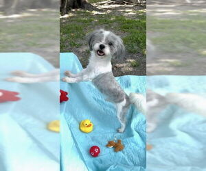 Shih Tzu Dogs for adoption in Weston, FL, USA