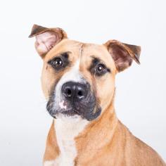 Boxer-Unknown Mix Dogs for adoption in Decatur, GA, USA