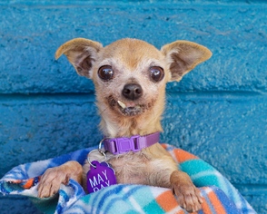 Chihuahua Dogs for adoption in Pittsburg, CA, USA