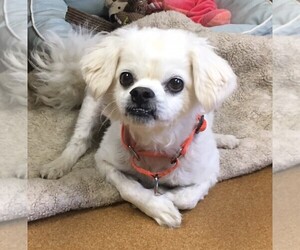 Japanese Chin-Unknown Mix Dogs for adoption in Norwalk, CT, USA