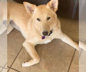 Golden Retriever-Huskies  Mix Dogs for adoption in Salt Lake City, UT, USA
