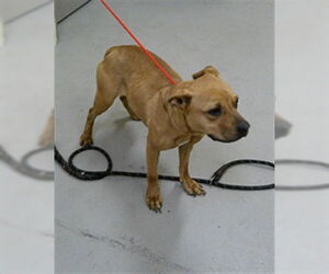 Staffordshire Bull Terrier-Unknown Mix Dogs for adoption in Sanford, FL, USA