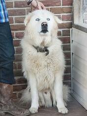 Medium Photo #1 Alaskan Husky-Great Pyrenees Mix Puppy For Sale in Scottsboro, AL, USA