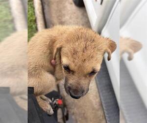 American Pit Bull Terrier Dogs for adoption in Houston, TX, USA