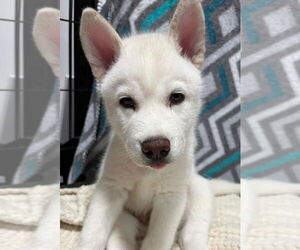 Siberian Husky Dogs for adoption in Matawan, NJ, USA