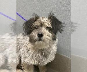 Norfolk Terrier-Wheaten Terrier Mix Dogs for adoption in Las Vegas, NV, USA