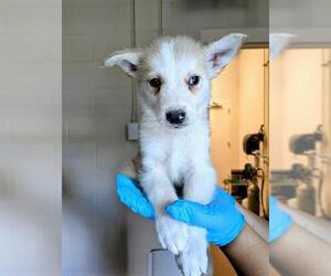 Gerberian Shepsky Dogs for adoption in Frisco, CO, USA