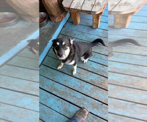 German Shepherd Dog-Unknown Mix Dogs for adoption in Chama, NM, USA