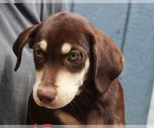 Medium Photo #1 Mutt Puppy For Sale in Elmsford, NY, USA
