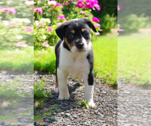 Border Collie-Rat Terrier Mix Dogs for adoption in McKinney, TX, USA