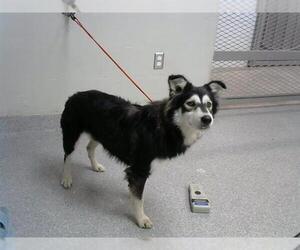 German Shepherd Dog-Siberian Husky Mix Dogs for adoption in Pasadena, TX, USA