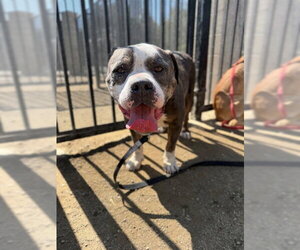 Mutt Dogs for adoption in Riverside, CA, USA