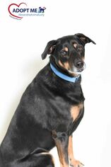 Doberman Pinscher Dogs for adoption in Alexandria, VA, USA
