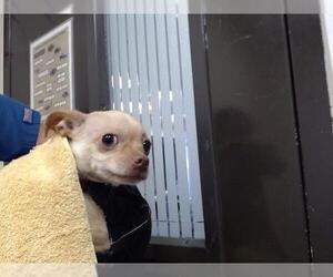 Chihuahua-Unknown Mix Dogs for adoption in Moreno Valley, CA, USA
