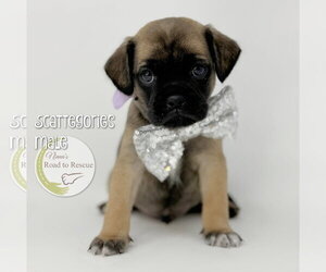 Pug-Shih Tzu Mix Dogs for adoption in Benton, LA, USA