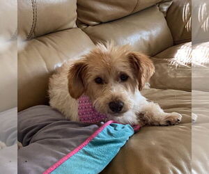 Dachshund-Unknown Mix Dogs for adoption in South Bend, IN, USA