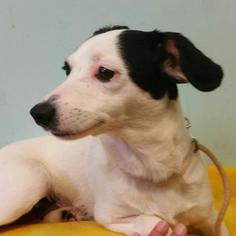 Dachshund Dogs for adoption in Hamilton, GA, USA