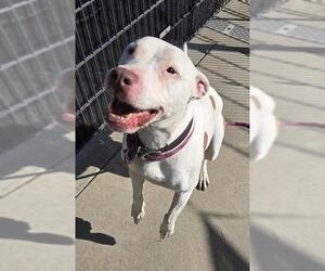 American Pit Bull Terrier-Unknown Mix Dogs for adoption in Sacramento, CA, USA