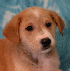 Borador Dogs for adoption in Eureka, CA, USA